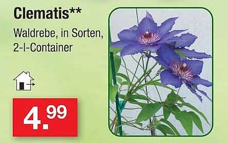 Clematis**