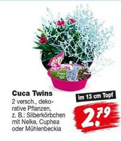 Cuca Twins