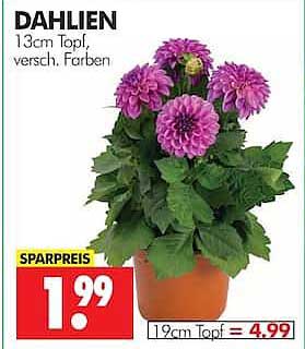 DAHLIEN 13cm Topf, versch. Farben