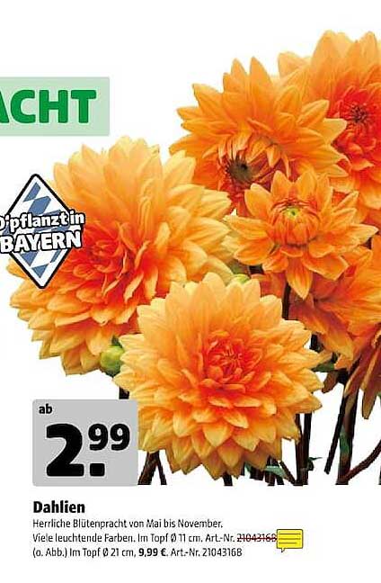 Dahlien