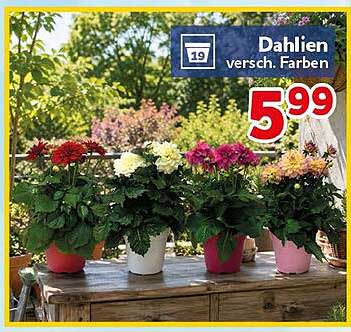 Dahlien versch. Farben