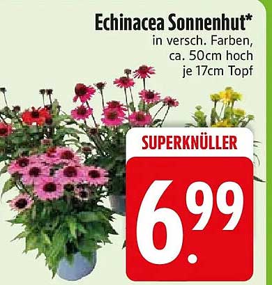 Echinacea Sonnenhut* in versch. Farben, ca. 50cm hoch je 17cm Topf
