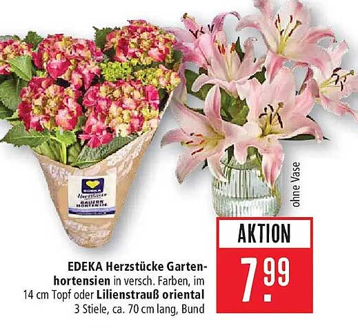 EDEKA Herzstücke Garten-hortensien in versch. Farben, im 14 cm Topf oder Lilienstrauß oriental 3 Stiele, ca. 70 cm lang, Bund