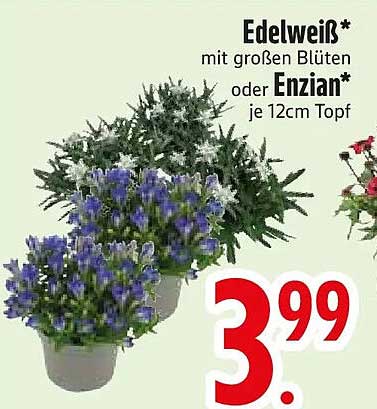 Edelweiß* mit großen Blüten oder Enzian* je 12cm Topf