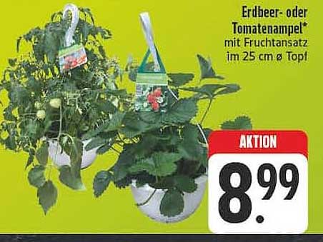 Erdbeer- oder Tomatenampel* mit Fruchtansatz im 25 cm Ø Topf