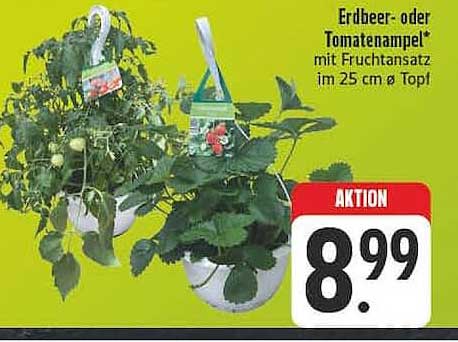 Erdbeer- oder Tomatenampel mit Fruchtsansatz im 25 cm Ø Topf