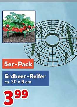 Erdbeer-Reifer ca. 30 x 9 cm