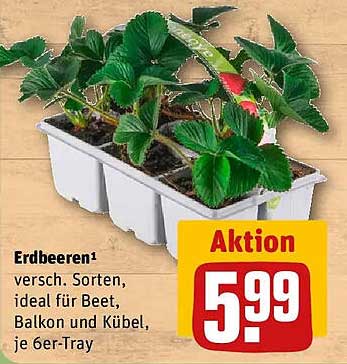 Erdbeeren¹ versch. Sorten, ideal für Beet, Balkon und Kübel, je 6er-Tray