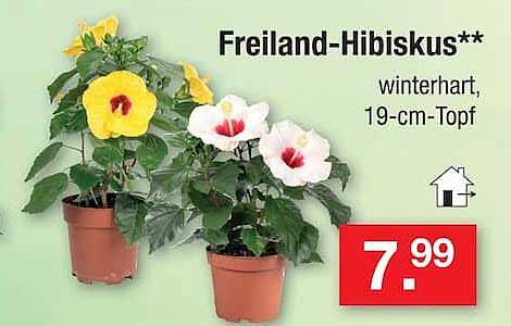 Freiland-Hibiskus** winterhart, 19-cm-Topf