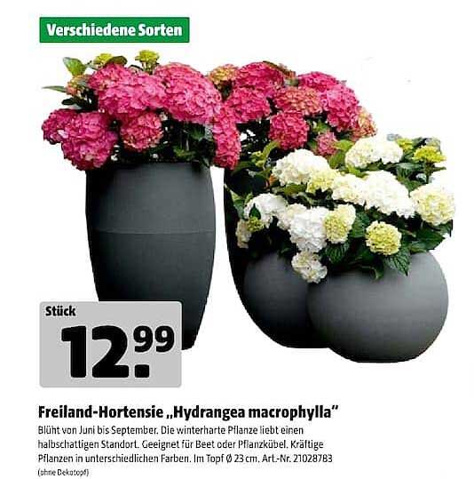 Freiland-Hortensie „Hydrangea macrophylla“