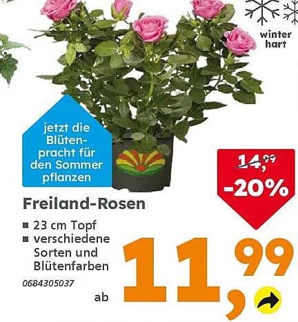Freiland-Rosen