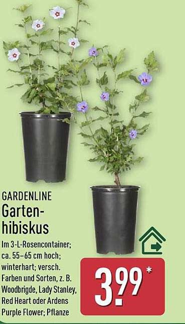 GARDENLINE Garten-hibiskus