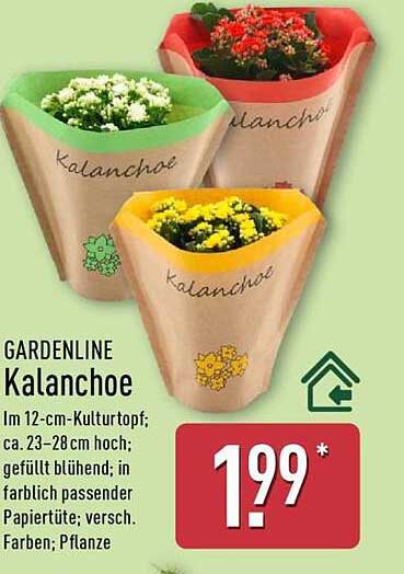 GARDENLINE Kalanchoe