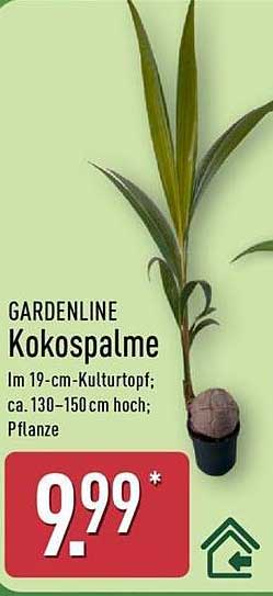 GARDENLINE Kokospalme