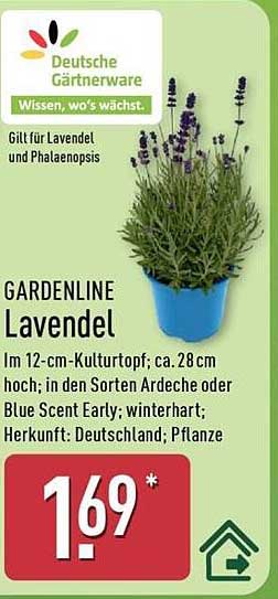 GARDENLINE Lavendel