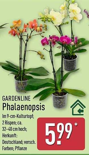 GARDENLINE Phalaenopsis