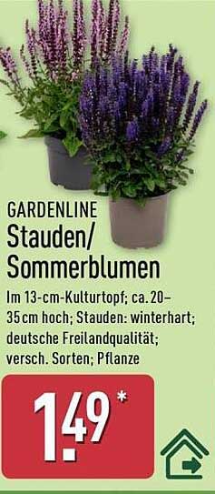 GARDENLINE Stauden/Sommerblumen