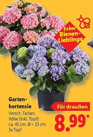 Garten-hortensie