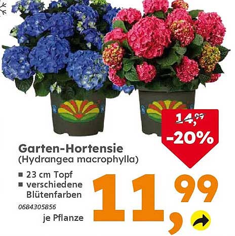 Garten-Hortensie (Hydrangea macrophylla)