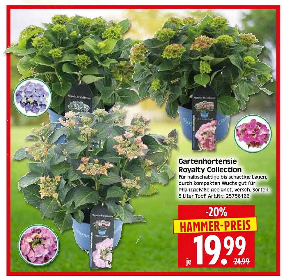 Gartenhortensie Royalty Collection