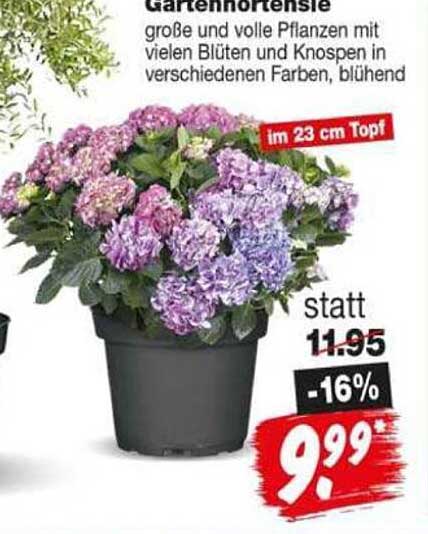 Gartenhortensie