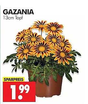 GAZANIA 13cm Topf