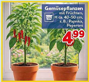 Gemüsepflanzen mit Früchten, H ca. 40-50 cm, z. B.: Paprika, Peperoni