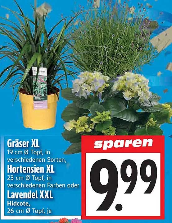 Gräser XL 19 cm Ø Topf, in verschiedenen Sorten, Hortensien XL 23 cm Ø Topf, in verschiedenen Farben oder Lavendel XXL Hidcote, 26 cm Ø Topf, je