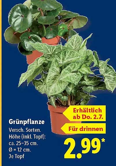 Grünpflanze