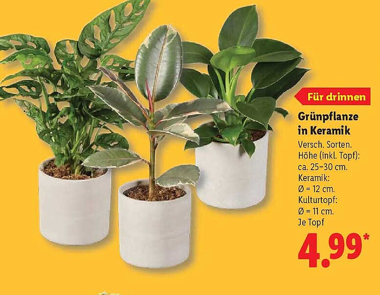 Grünpflanze in Keramik