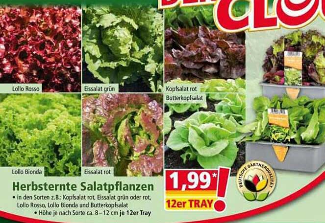 Herbsternte Salatpflanzen