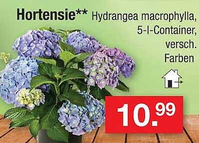 Hortensie** Hydrangea macrophylla, 5-l-Container, versch. Farben