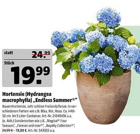 Hortensie (Hydrangea macrophylla) „Endless Summer®“