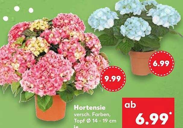 Hortensie Versch. Farben, Topf Ø 14 - 19 cm je