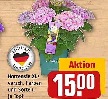 Hortensie XL 1 versch. Farben und Sorten, je Topf