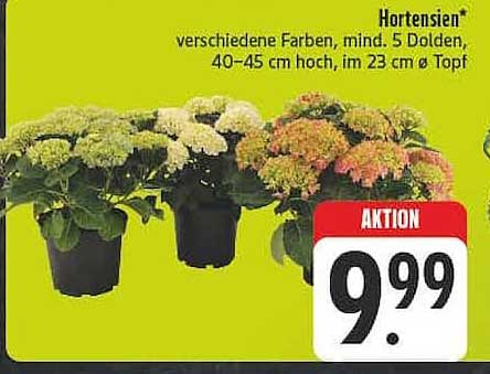 Hortensien*