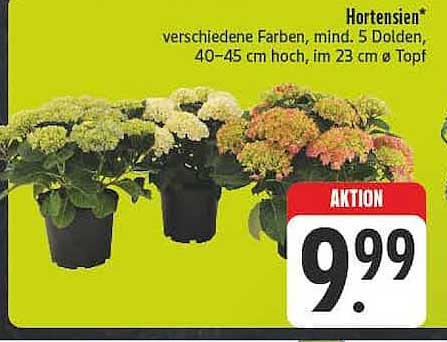 Hortensien* verschiedene Farben, mind. 5 Dolden, 40–45 cm hoch, im 23 cm ø Topf