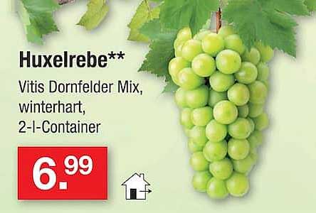 Huxelrebe**
