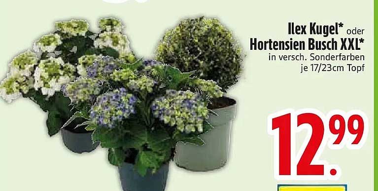 Ilex Kugel* oder Hortensien Busch XXL* in versch. Sonderfarben je 17/23cm Topf