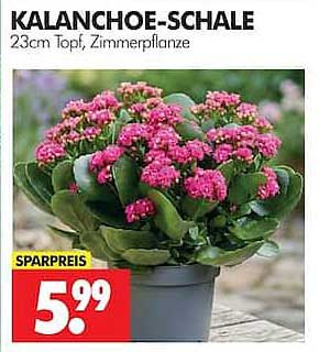 KALANCHOE-SCHALE