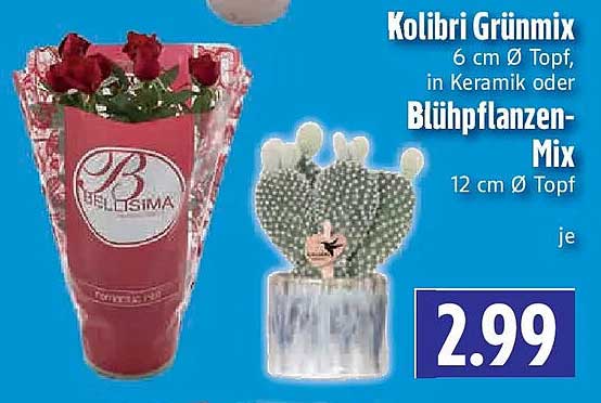 Kolibri Grünmix 6 cm Ø Topf, in Keramik oder Blühpflanzen-Mix 12 cm Ø Topf je