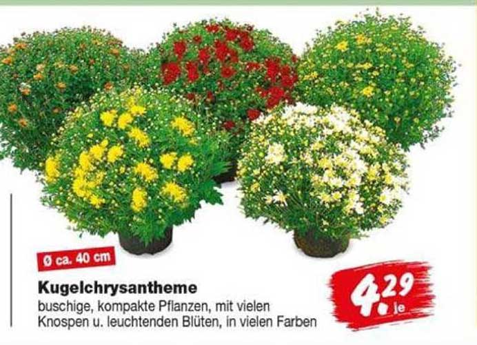 Kugelchrysantheme