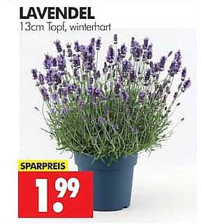 LAVENDEL