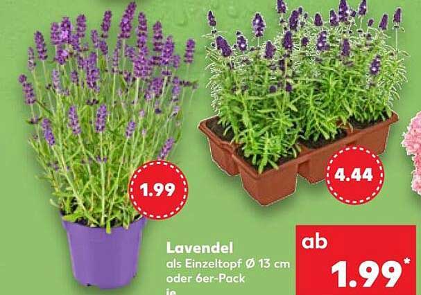 Lavendel als Einzeltopf Ø 13 cm oder 6er-Pack