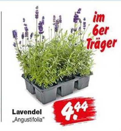 Lavendel „Angustifolia“ im 6er Träger