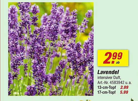 Lavendel