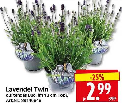 Lavendel Twin