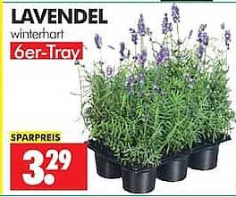 LAVENDEL winterhart 6er-Tray