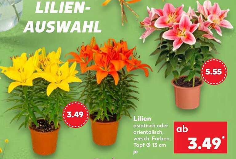 LILIEN-AUSWAHL