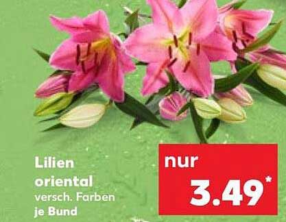 Lilien oriental versch. Farben je Bund